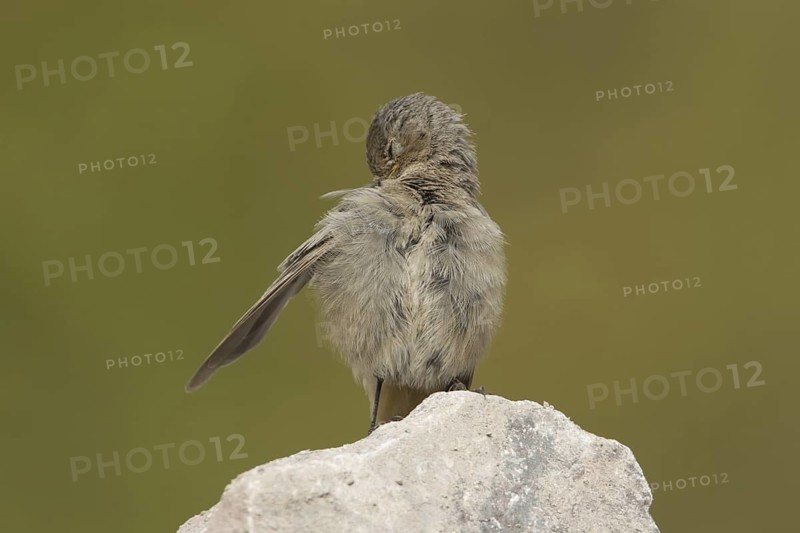 Black Redstart (Phoenicurus ochruros) juvenile, Rhineland-Palatinate, Germany
