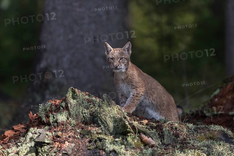 One young Eurasian lynx, (Lynx lynx), standing on a rotten tree stump in a forest. Green vegetation around him