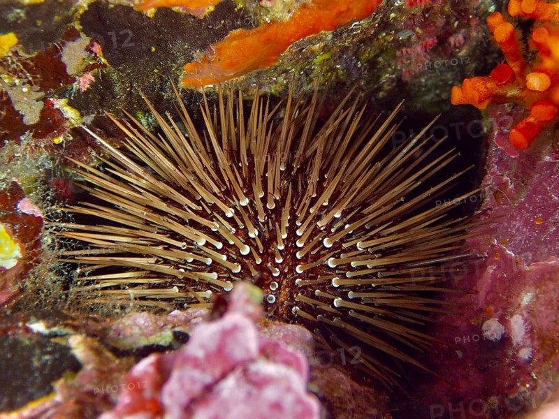 A pointed sea urchin, stone urchin (Paracentrotus lividus), hiding among colourful algae, dive site peninsula Giens, Mediterranean Sea, Porquerolles, Provence, Côte d'Azur, France