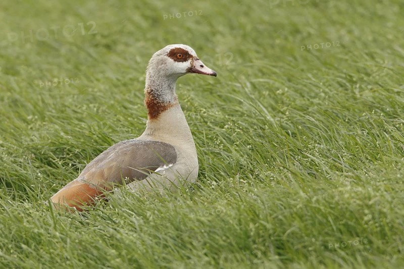 Egyptian Goose (Alopochen aegyptiaca), Netherlands