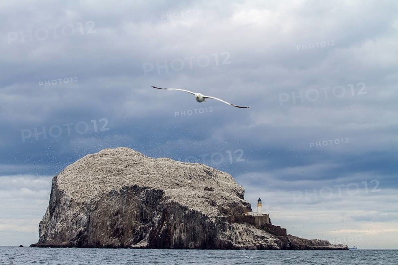 European Herring Gull (Larus argentatus) flying, Bass Rock, United Kingdom