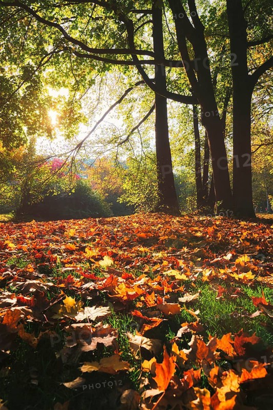 Golden autumn fall October in famous Munich relax place, Englishgarten. English garden with fallen leaves and golden sunlight. Munchen, Bavaria, Germany