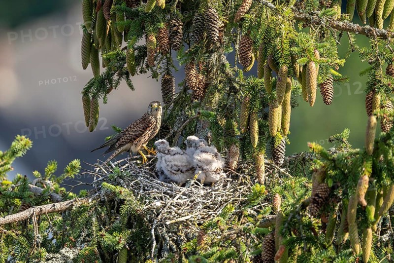 Common kestrel (Falco tinnunculus), female adult bird with young birds not yet ready to fly in the nest, Rhineland-Palatinate, Germany