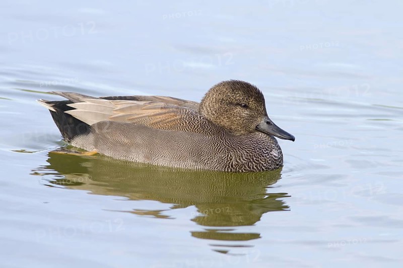 Gadwall (Anas strepera), adult male swimming on marsh, Castilla la Mancha, Spain
