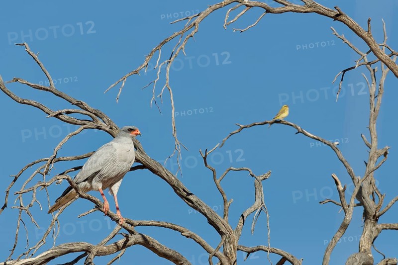 Pale chanting goshawk (Melierax canorus), adult bird, sitting on a tree branch, on the lookout, looking at the horizon, blue sky, Kgalagadi Transfrontier Park, Northern Cape, South Africa