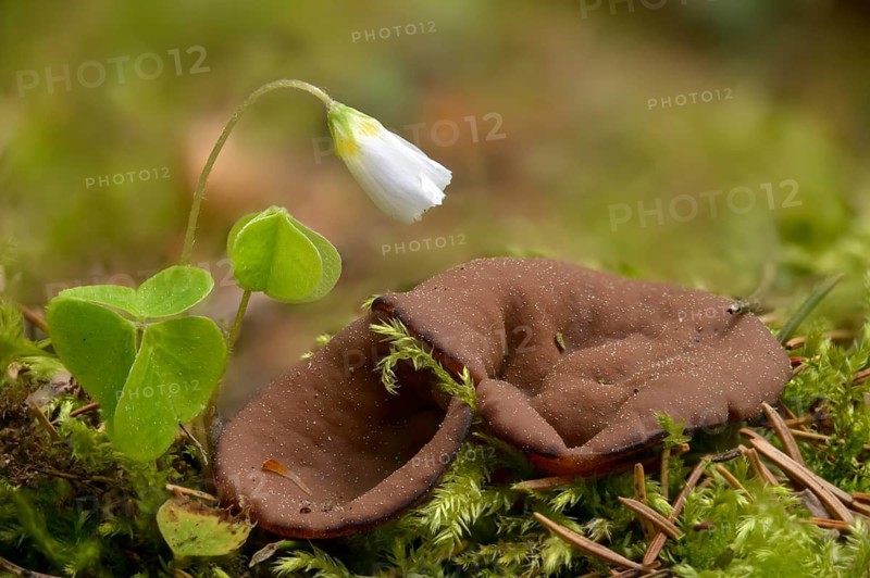 Largest slice, gyromitra ancilis, gyromitra perlata, lornel, pig's ears, slice lorrel, shield-shaped lornel, fungi, fungus, mushrooms