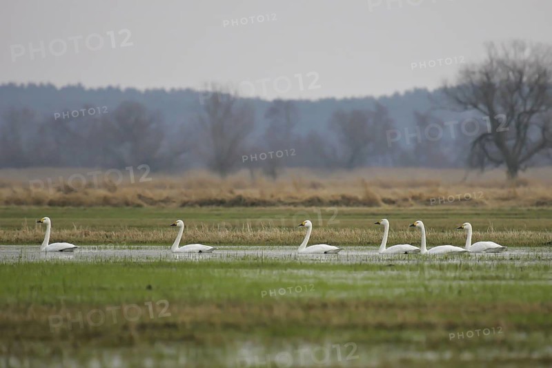 Tundra Swan (Cygnus columbianus bewickii) group, Brandenburg, Germany