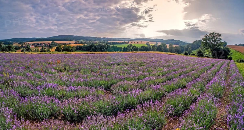 Lavender field in the Lipperland near Detmold NWR Germany