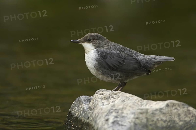 White-throated Dipper (Cinclus cinclus) juvenile, Rhineland-Palatinate, Germany