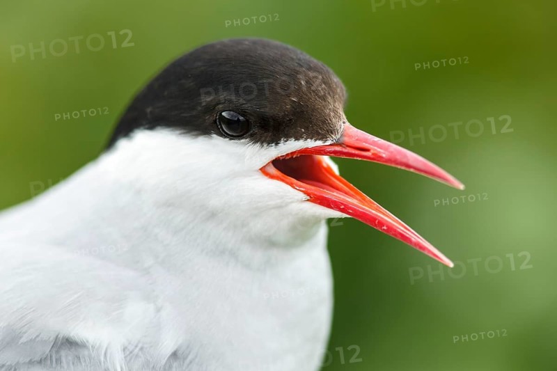 Arctic Tern (Sterna paradisaea), adult portrait, Farne Islands, United Kingdom