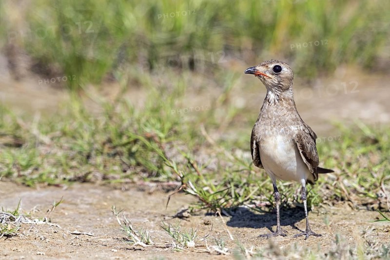 Red-winged Pratincole, (Glareola pratincola), Animals, Birds, Pratincole family, Biotope, Habitat, Foraging, Wadi Al Mughsayl, Salalah, Sohar, Oman