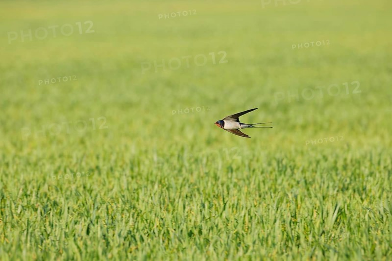 Barn swallow (Hirundo rustica) flying low over a green agricultural field, hunting insects in springtime natural habitat, Poland