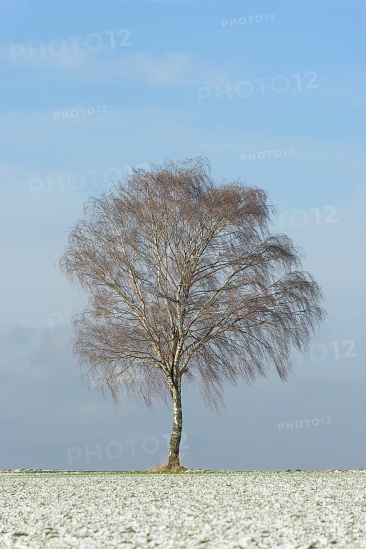 Solitary tree, birch (Betula) in winter, blue cloudy sky, North Rhine-Westphalia, Germany