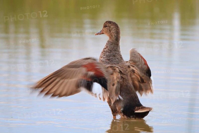 Gadwall (Mareca strepera) male flapping its wings, Mallorca, Spain