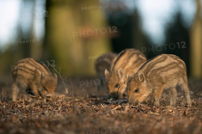 Wild Boar (Sus scrofa) group of piglets foraging in forest, North Rhine-Westphalia, Germany