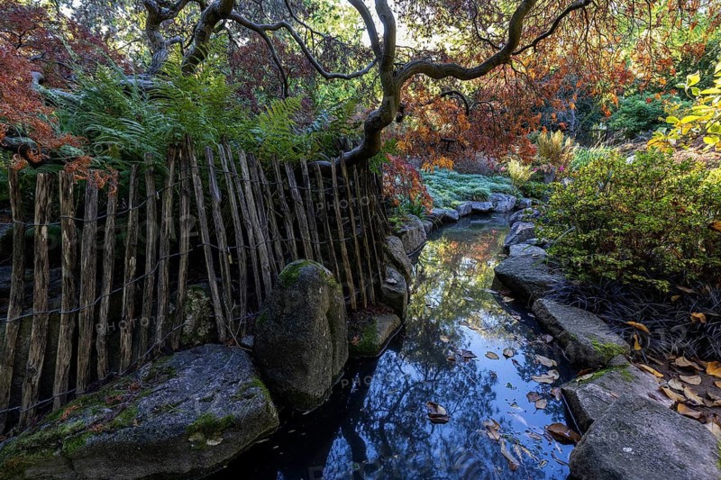Plants, autumn colours, picket fence, stream, Japanese Garden, Zoological City Garden, Karlsruhe, Baden-Württemberg, Germany