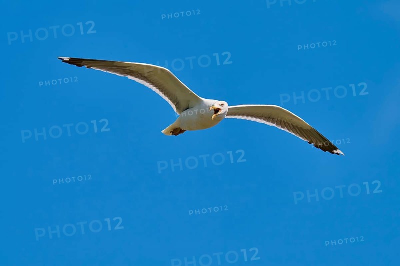 A gull flies in the sky with wings spread and body slightly tilted, Great Black-backed Gull (Larus marinus), Seahouses, Inner Farne, Farne Islands, Northumberland, England, Great Britain