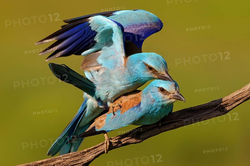 European roller (Coracias garrulus), on perch, Tower Hide, Tiszaalp-r, Kiskuns-gi National Park, B-cs-Kiskun, Hungary