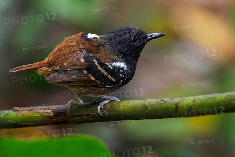 Southern Chestnut-tailed Antbird (Myrmeciza hemimelaena) perched on a branch in Manu National Park, Peru