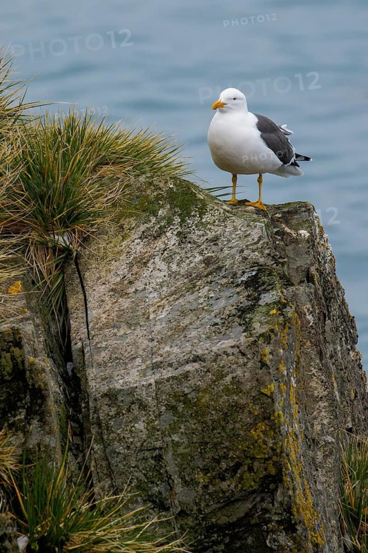 Kelp Gull (Larus dominicanus) perched on a rock on South Georgia Island