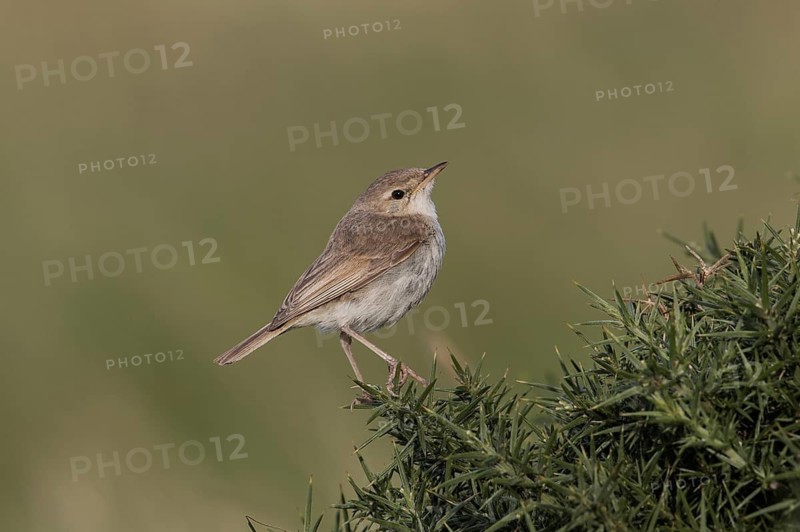 Booted Warbler (Iduna caligata) perched on a branch, Wales, United Kingdom