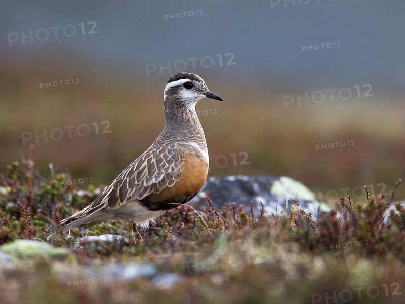 Eurasian Dotterel (Charadrius morinellus), Sweden