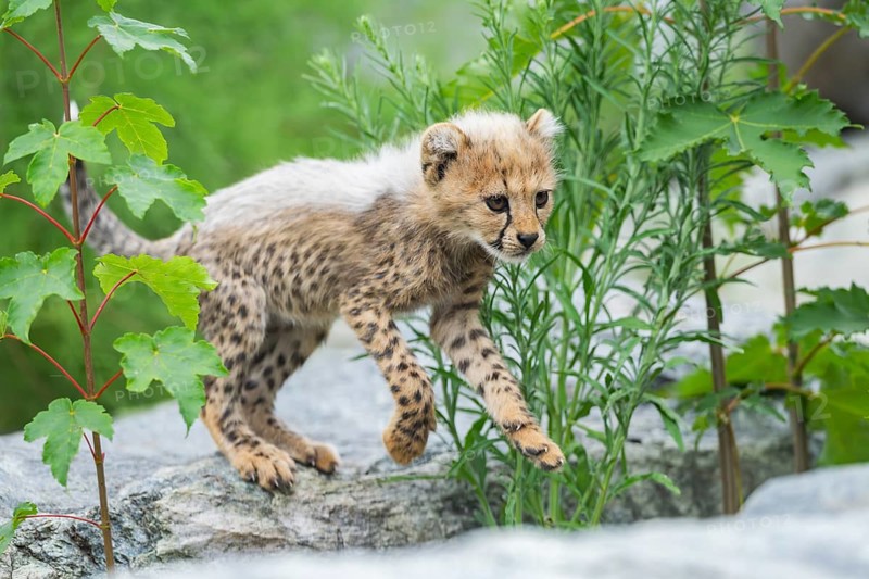 Cheetah (Acinonyx jubatus) youngster, running, captive, occurrence Africa