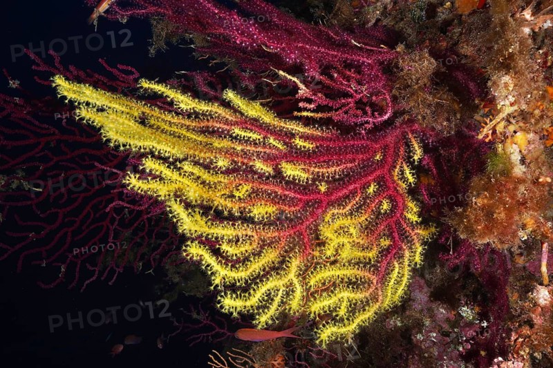 Colourful corals with yellow tips, Violescent sea-whip (Paramuricea clavata), surrounded by a dark underwater background, dive site Giens Peninsula, Mediterranean Sea, Porquerolles, Provence, Côte d'Azur, France