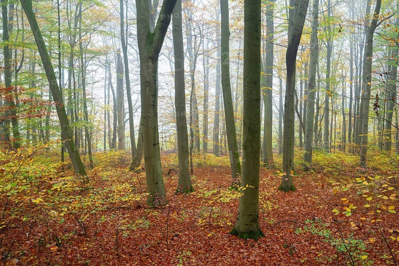 Near-natural deciduous forest in autumn with colourful leaves, copper beech (Fagus sylvatica), fog in the forest, Hainich National Park, Thuringia, Germany