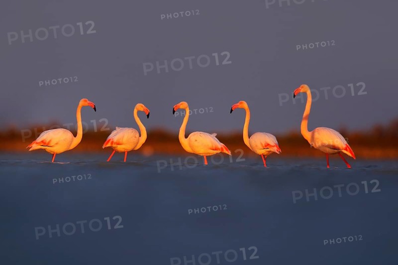 Morning light, sea water. Greater Flamingo, Phoenicopterus ruber, nice pink big bird, animal in the nature habitat, Camargue, France. Wildlife scene from wild nature. Fice birds walking in water