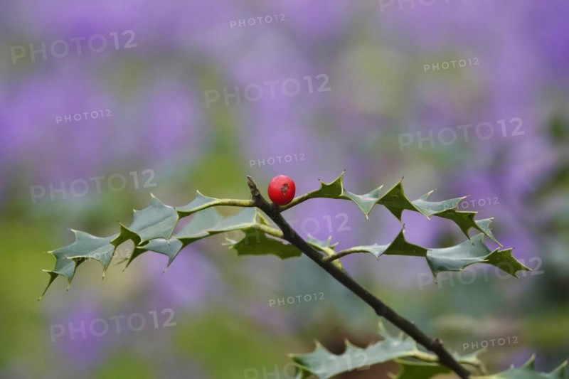 Ilex, crocuses in the background