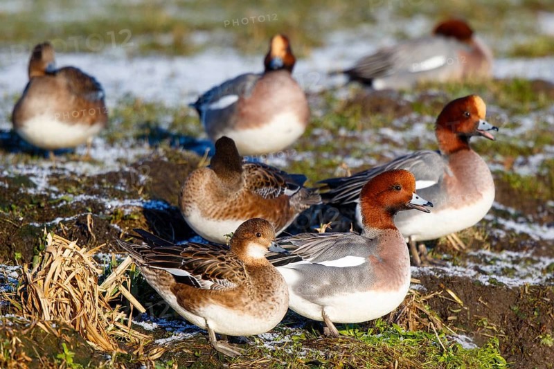 Eurasian Wigeon (Mareca penelope) group, Netherlands