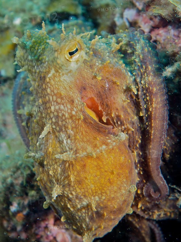 Common octopus (Octopus vulgaris), dive site Cap de Creus Marine Protected Area, Rosas, Costa Brava, Spain, Mediterranean Sea