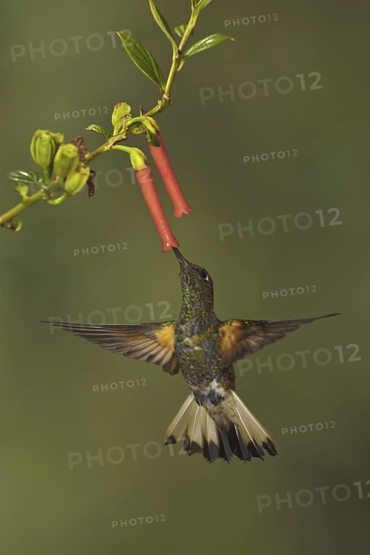 Buff-tailed Coronet (Boissonneaua flavescens), Ecuador