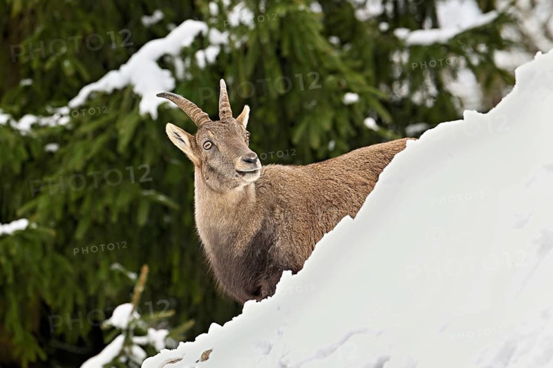 Alpine ibex (Capra ibex), in a snowy landscape, Captive, Switzerland