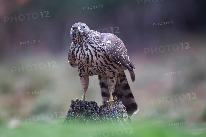 Northern Goshawk (Accipiter gentilis) juvenile in the rain, Netherlands