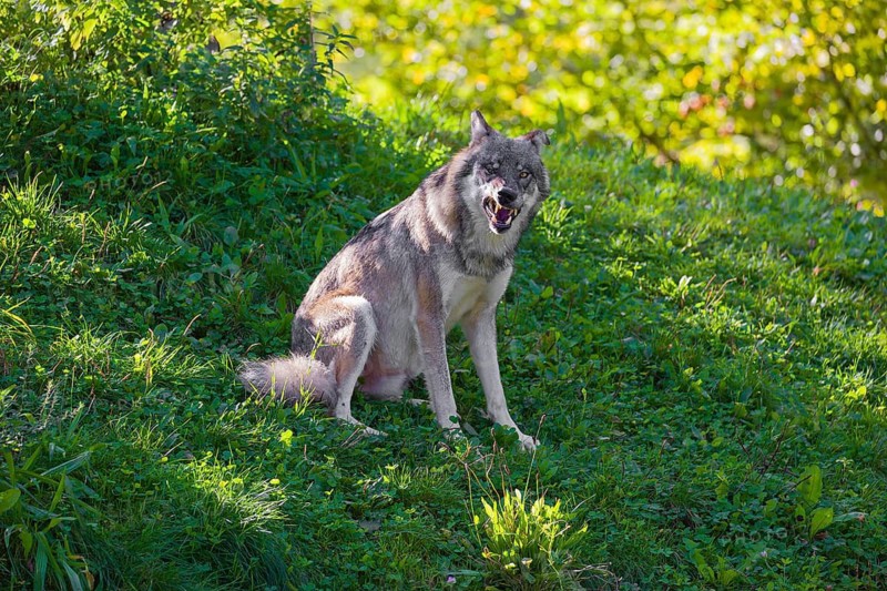 A eurasian gray wolf (Canis lupus lupus) rests on a green meadow on hilly terrain, watching something