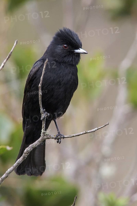 Velvety Black Tyrant (Knipolegus nigerrimus) perched on a branch in the Atlantic rainforest of southeast Brazil