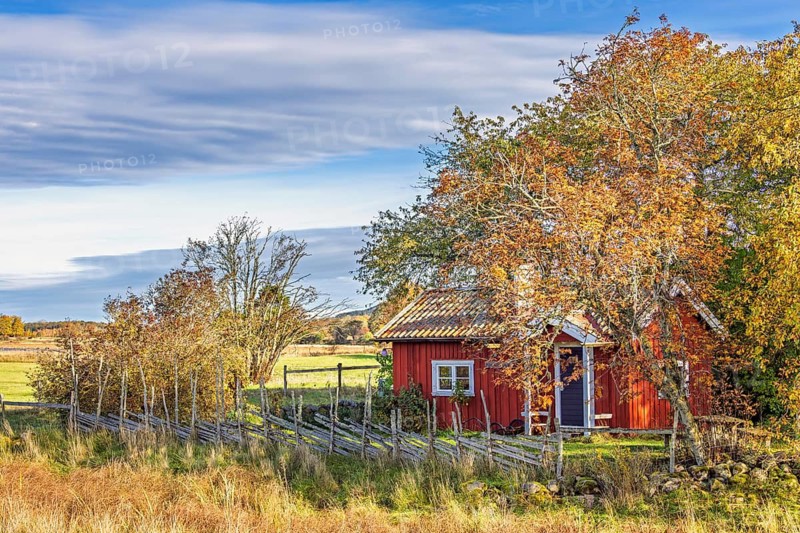 Rural scene with a red wooden cottage with a roundpole fence in a grove of trees with autumn colors, Hornborgasjön, Sweden
