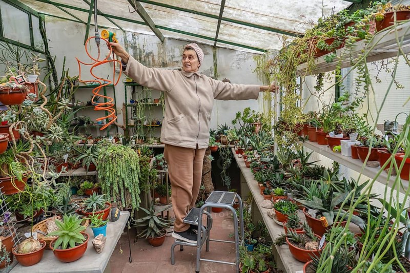Active older woman in pink knit headband stands on a step stool with arms spread wide, reaching to the side with an orange hose nozzle inside her lush greenhouse, in a joyful dynamic pose