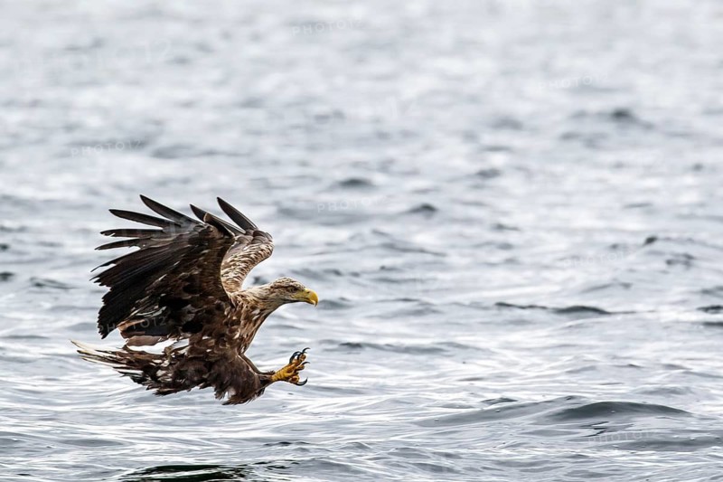 White-Tailed Eagle (Haliaeetus albicilla), fishing, Isle of Mull, Scotland, United Kingdom