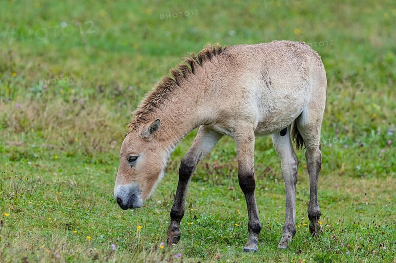 Przewalski's horse (Equus przewalski) capive Germany