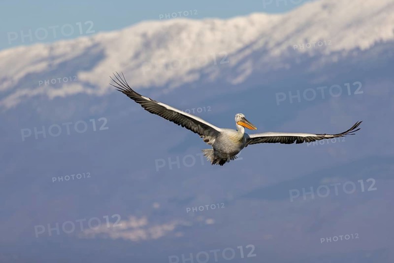 Dalmatian pelican (Pelecanus crispus), flying, snow-capped mountains in the background, magnificent plumage, Lake Kerkini, Greece