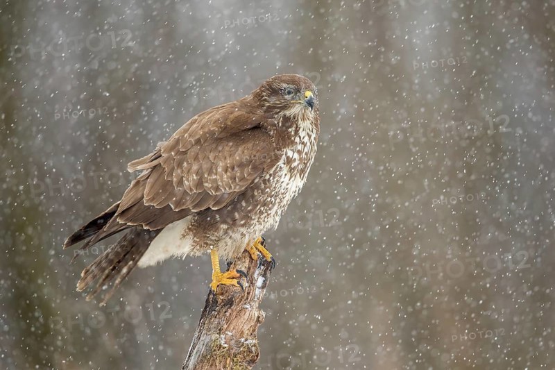 Common Buzzard (Buteo buteo) perched on a stump in snowfall, Poland