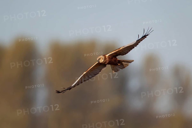 Marsh harrier (Circus aeruginosus) adult bird of prey raptor in flight in spring, RSPB Minsmere nature reserve, Suffolk, England, United Kingdom