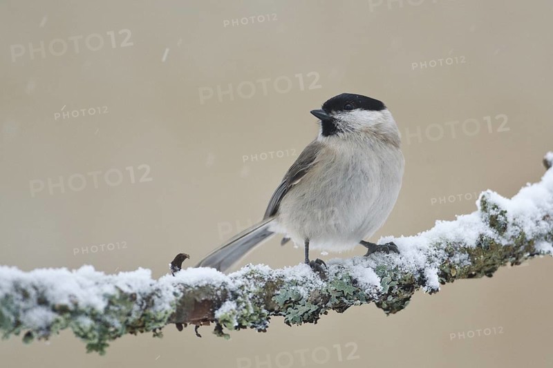 Marsh Tit (Poecile palustris), Rhineland-Palatinate, Germany