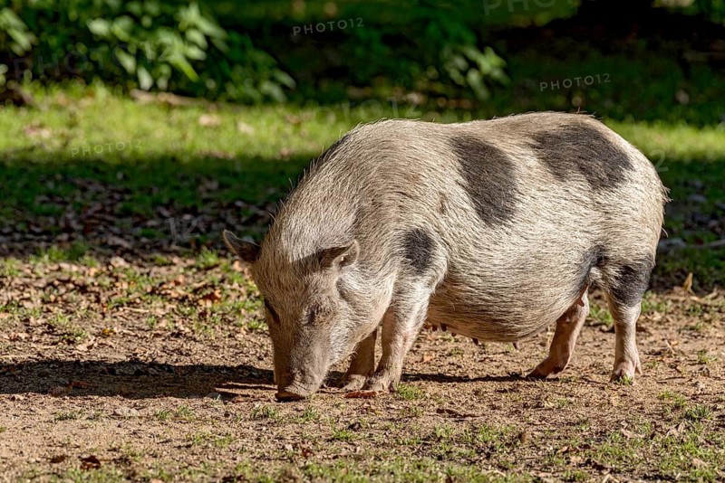 Pot-bellied pig (Sus scrofa f. domestica), female, sow, snuffling in dry soil, Poing Wildlife Park, Upper Bavaria, Bavaria, Germany