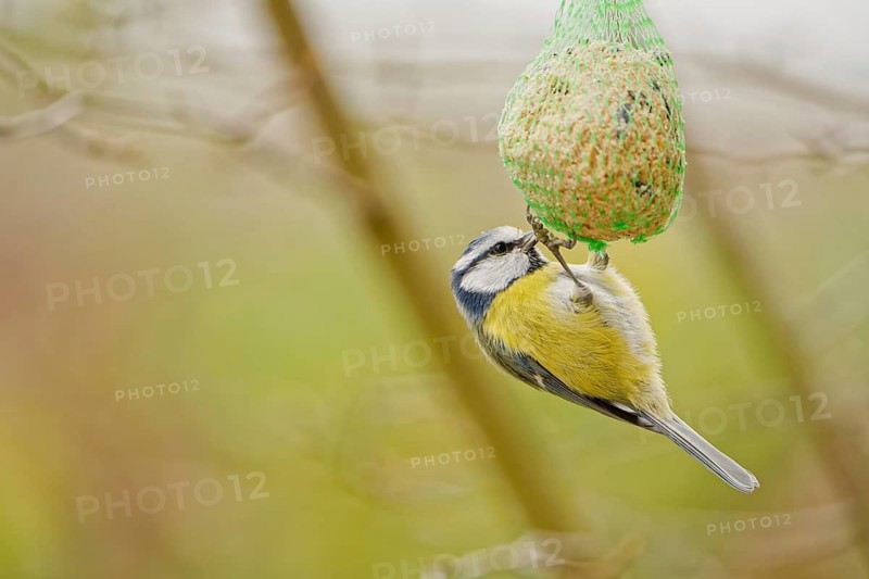 Blue tit (Cyanistes caeruleus) feeding on suet ball hanging in garden during autumn, soft natural background, Germany