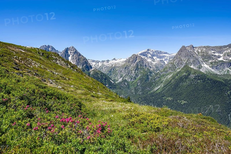 Mountain panorama with alpine roses, Aiguille de Mesure and Aiguille de Chamois, hike to Aiguillette des Posettes, Chamonix, Haute-Savoie, France