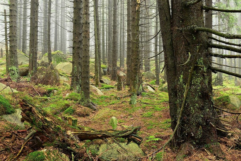 Wild untouched forest with boulders on the Harz Witches' Trail in the fog, Harz National Park, Saxony-Anhalt, Germany